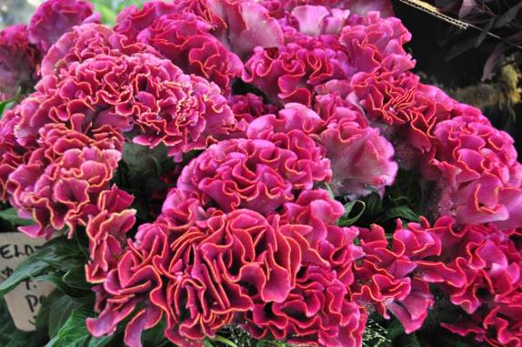 Flores à venda no Granville Island Public Market, em Vancouver, no Canadá